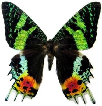 Butterfly Utopia Mounted Sunset Moth - Table Top Display (4" x 4" x 5.5")