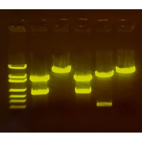 Edvotek 210 A-Maize-ing Editing: Using CRISPR to Improve Crops, Kit Experiment for 8 Lab Groups