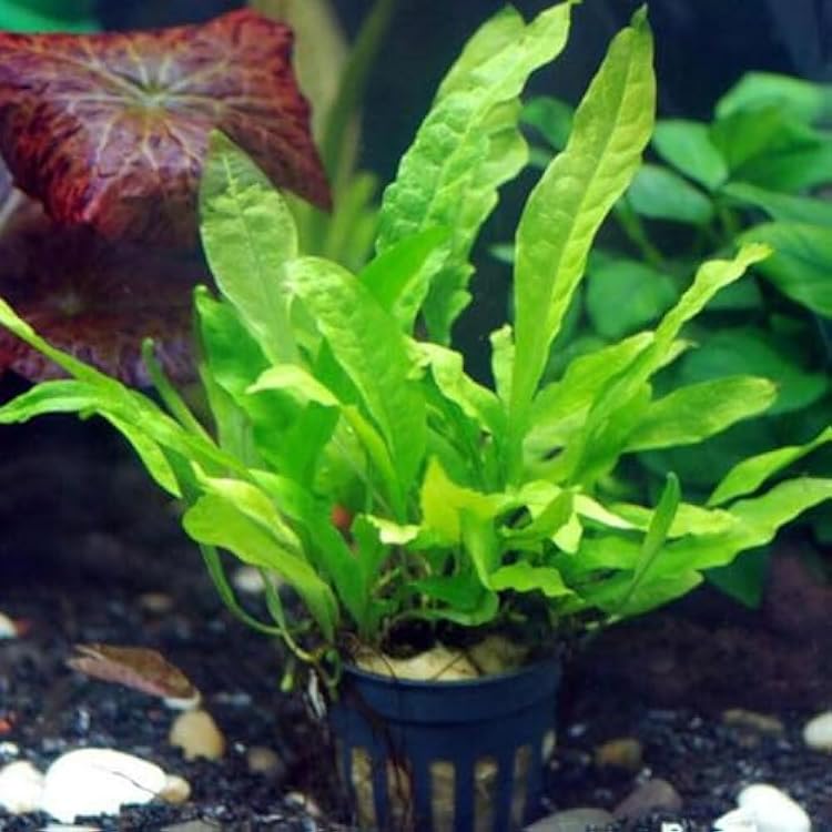Java Fern Microsorum pteropus by Aquarium Plants Factory Rooted Potted