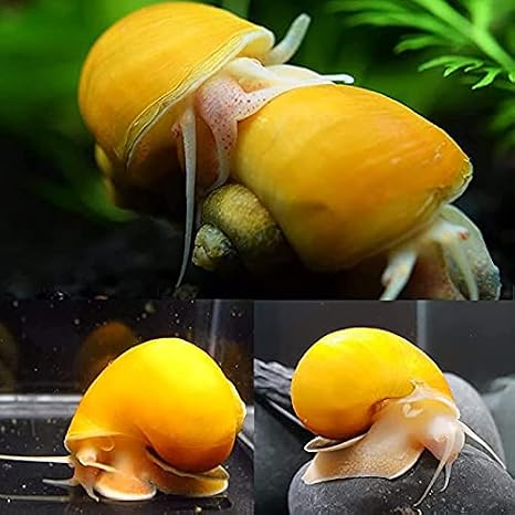 25 Gold Mystery Snails
