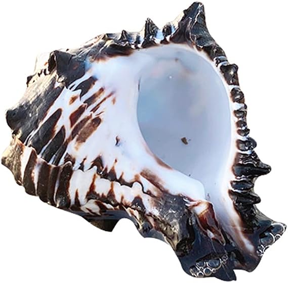 Conch 3-4 Inches Seashells Large Natural Sea Shells for Aquarium Fish for Tank and for Shell Collectors Fish Tank Shell Decorations