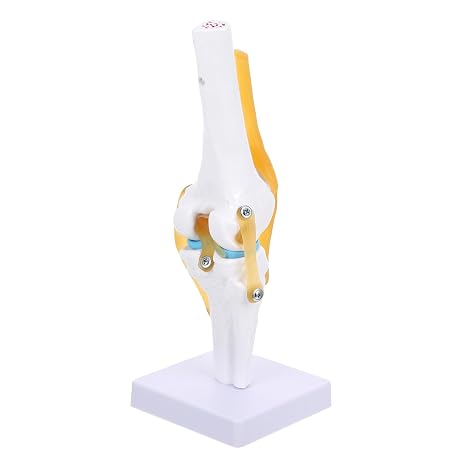 Anatomy with Flexible Ligament Cord for Teaching and Patient Education Demonstrating Realistic Joint Motion