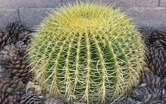 Golden Barrel Cactus Seeds (Echinocactus grusonii) - 100+ Seeds for Stunning Desert Gardens