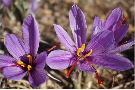 10x Crocus Sativus Saffron Bulbs Autumn Flowering Hardy Perennial Beefriendly Garden Plant