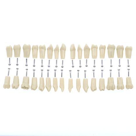 Dental Frasaco AG3 Typodont Model 32Pcs Screw-in Replaceable Removable Teeth Dental Standard Size Model for Dentist M-8014-2(M-8022)