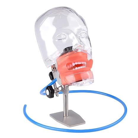 Place on Table Style Simple Head Model Dental Simulator Manikin Phantom with 28Pcs Removable Teeth for Dentist Teaching Practice Study Training