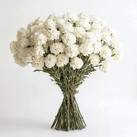 GlobalRose Fresh Cut White Carnations - 200 Fresh Flowers for Graduation, Anniversary, Wedding, Birthday, Anniversary, Bridal Shower, or Home Dacor