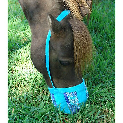 Ozark Miniature Horse Poll Muzzle Mini A