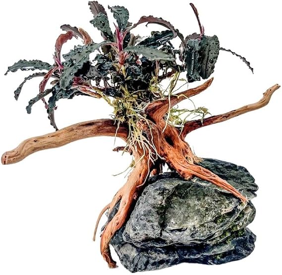 AquaOne Bucephalandra Plant on Bog Root with Seiryu Stone