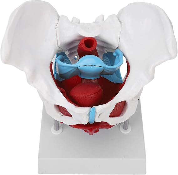 Pelvic Floor Anatomy Model,Female Pelvis Model with Pelvic Floor Muscles Perineal Model,Life Size Human Female Pelvis Model for Medical Science Education Study or Midwifery Teaching
