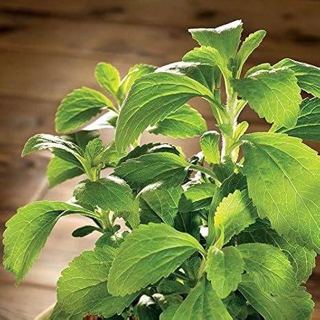 Park Seed Sugarleaf Organic Stevia Seeds, Pack of 50 Seeds