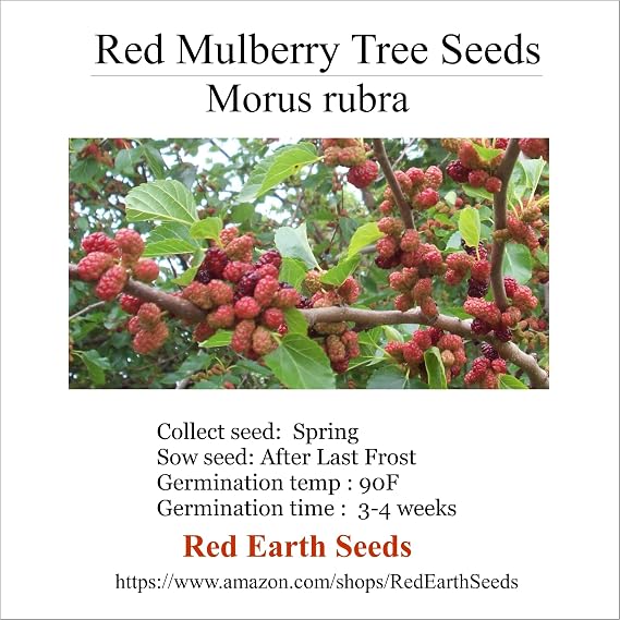 Red Mulberry - Morus rubra 100 Seeds (Organically Grown)