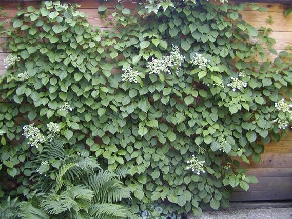 50 Climbing Hydrangea Seeds | White Flower Vine Seeds