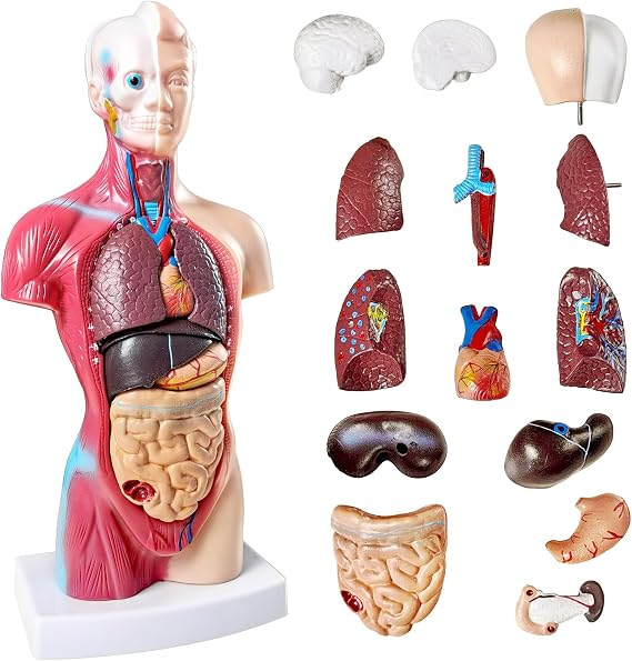 NEW HORIZON 15 PCS Removable Human Anatomy Torso Model 10.5 Inch Anatomical