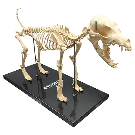 Canine Skeleton Model Standard Size Dog Medical Anatomical Animal Teaching Model for Lab Veterinary Teaching Demonstration Tool