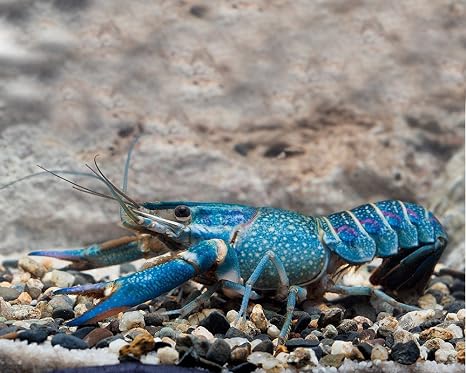 Garnelio - 1 pair of redshear crabs - Cherax quadricarinatus