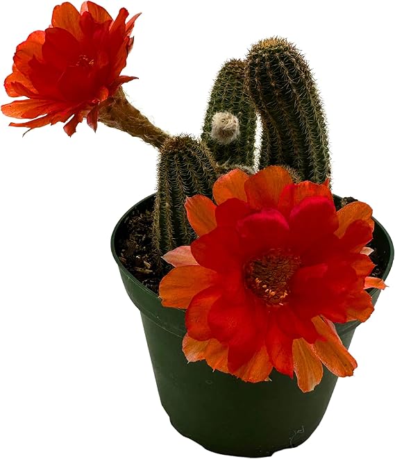 BubbleBlooms Peanut Cactus, Echinopsis chamaecereus in 4 inch Pot
