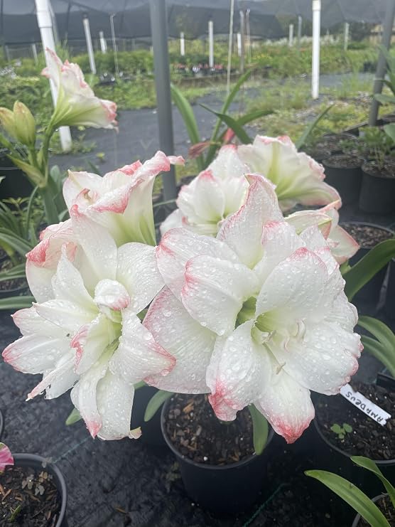2 Amadeus Amaryllis Big Double Bloom with Pink/Red Accents Bulbs Flowers Rare