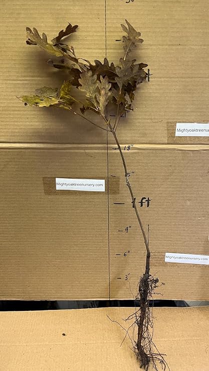 White Oak (Quercus alba) 2 Year Old Plant, Well Rooted, 12-18 inches