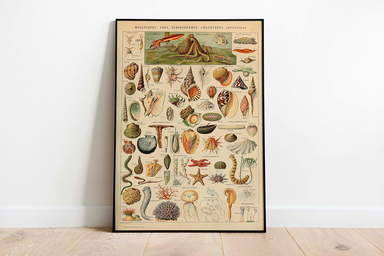 Pegziz pgzzNM1708 Seashell Types Vintage Artistic Poster 50x70cm.