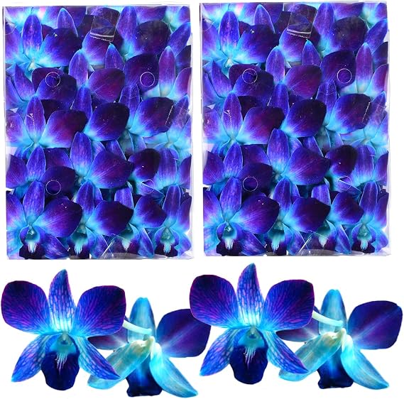 Miami Fresh Orchid Flower OrchidClubUSA Sunne Tropical Loose Bloom DIY Lei Food Drink Decoration 50/50 PAIR (Blue - Blue)