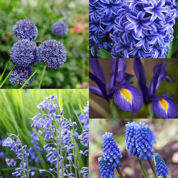 Carbeth Plants - Blue Mixed Spring Bulb Collection x50