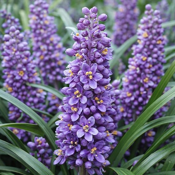 Lily Turf 'Big Blue', 54 Pots - 2 1/2 inch Square