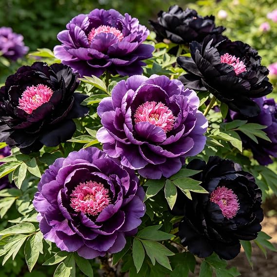 UK Hardy Peony Rhizomes Perennial Bulbs Easy Care Ideal for Borders Planters and Garden Beds Beautiful Flower Arrangement 1 Bulb-C