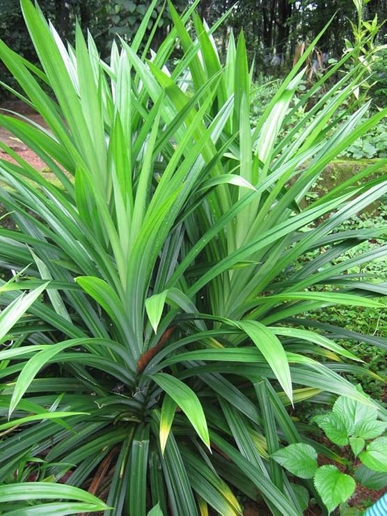 Pandanus Amaryllifolius, Pandan Leaf Plant, (Bai-Tooey), 8-12 inches