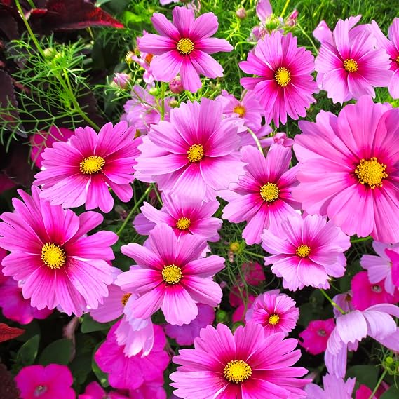 TomorrowSeeds - Gloria Cosmos Seeds - 1200+ Count - for 2025 Planting Pink Magenta Center Sensation Cosmo Bipinnatus Summer Rose Garden Wild Flower Grow Your Own Home Farm Patio Healthy Sustainable